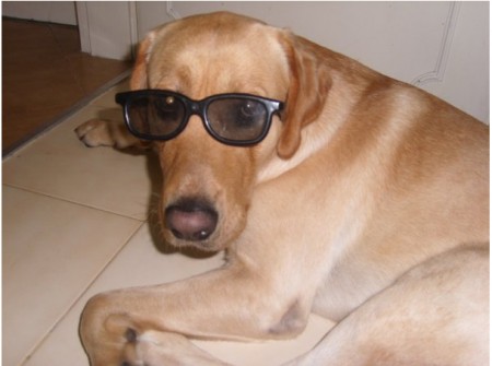 Maky un labrador culpado por robo de pandequesos